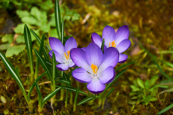 Purple crocus flowers in the garden. Early spring.. - Φωτογραφία, εικόνα