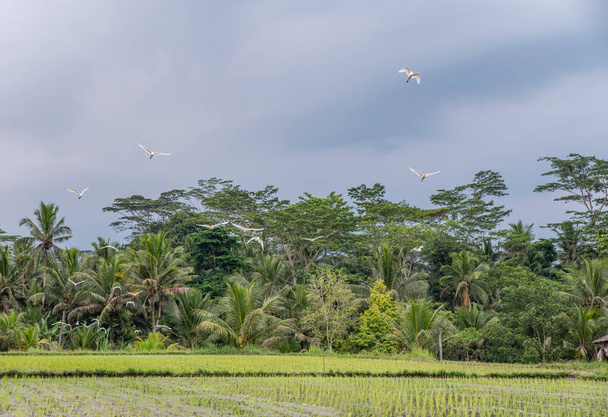 Rijstvelden landschappelijk uitzicht met bomen bij Ubud - Bali Indonesia - reisbestemming. - Foto, afbeelding
