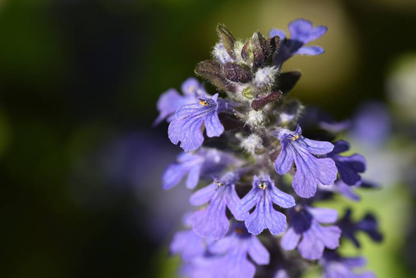 Flores de corneta azul (Ajuga reptans). Lamiaceae plantas perenes perenes rastejantes. Flores em forma de lábio azul-púrpura florescem de abril a junho. - Foto, Imagem