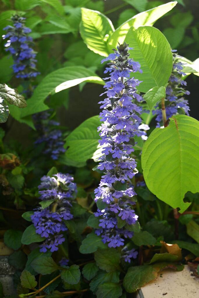 Blue bugle ( Ajuga reptans ) flowers. Lamiaceae evergreen perennial creeping plants. Blue-purple lip-shaped flowers bloom from April to June. - Photo, Image