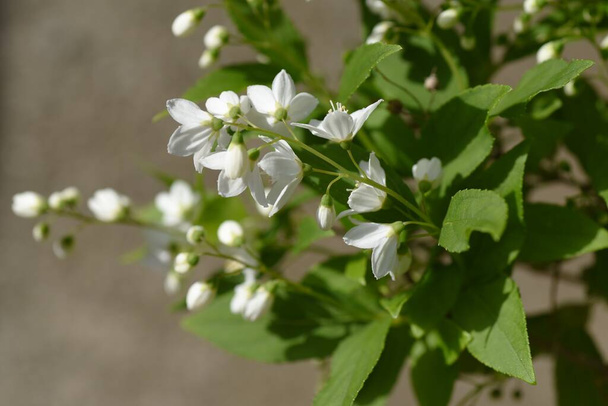 Slender deutzia ( Deutzia gracilis ) flowers. Hydrangeaceae deciduous shrub. White flowers bloom slightly downward from May to June. - Photo, Image