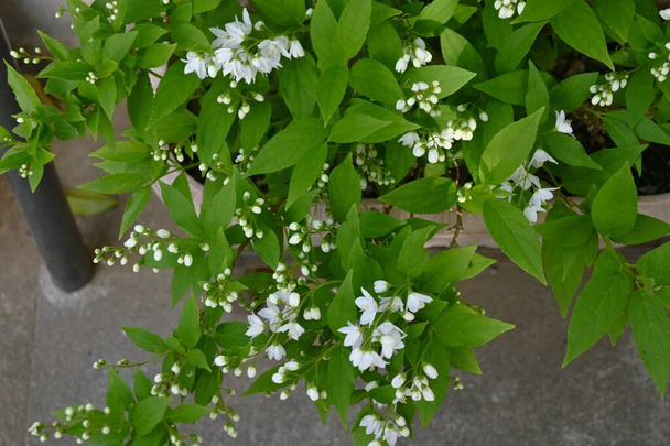 Slender deutzia ( Deutzia gracilis ) flowers. Hydrangeaceae deciduous shrub. White flowers bloom slightly downward from May to June. - Photo, Image