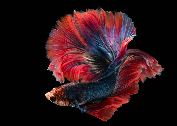 Красиві глибоко-блакитні риби бета яскраво-червоні плавці плавають красиво і загадково одночасно на чорному тлі
. - Фото, зображення