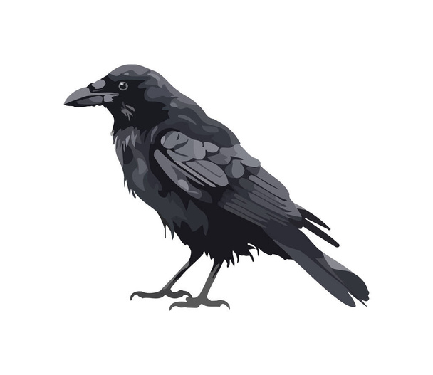 corvo isolato sull'icona di sfondo bianco - Vettoriali, immagini