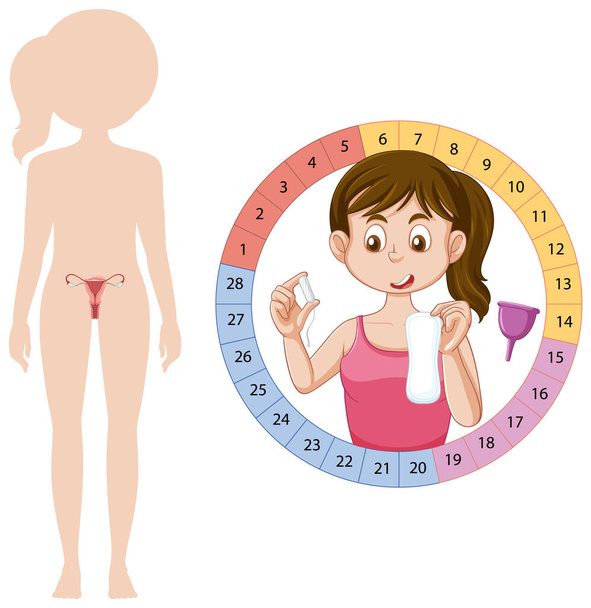 Etapy menstruačního cyklu ilustrace - Vektor, obrázek