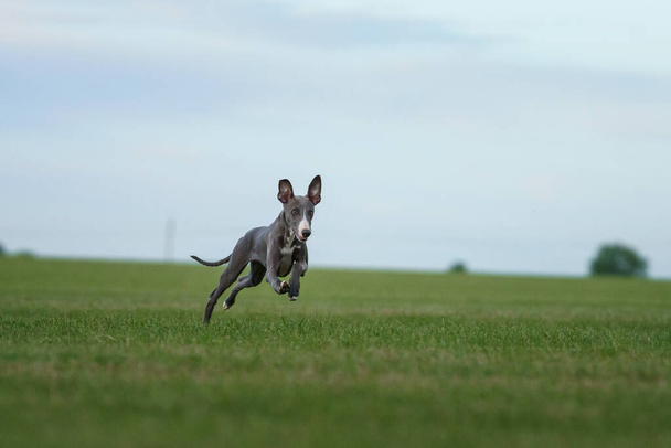 greyhound dog runs on the lawn. Whippet puppy plays on grass. Active pet outdoors - Photo, Image