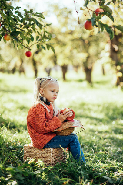 Child picking apples on farm in autumn. Little girl playing in tree orchard. Healthy nutrition. Cute little girl eating red delicious fruit. Harvest Concept. Apple picking. - Фото, зображення