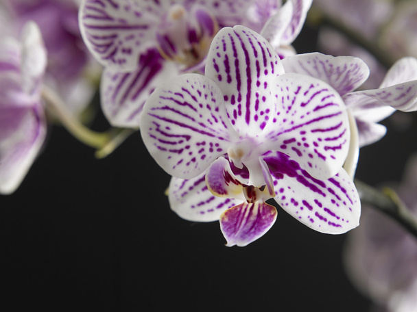 Beauty of orchid flower - Zdjęcie, obraz