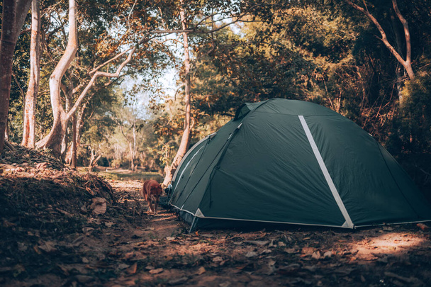 Vihreä teltta nurmikolla metsässä Näkymä takana on vuori aamulla. Retkeily, Matkailu ja loma käsite. - Valokuva, kuva
