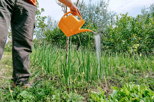 Homem jardineiro trabalhando na horta primavera, regando cebola verde de regar lata no solo. Agricultura, jardinagem, conceito de agricultura. - Foto, Imagem