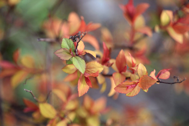 Bahar bahçesinde renkli bitkiler - Fotoğraf, Görsel