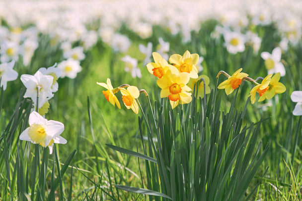 pole białych i żółtych żonkili w wiosenny słoneczny dzień - Zdjęcie, obraz