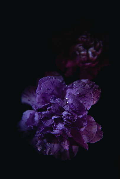 Clavel púrpura sobre fondo negro. Fondo botánico con claveles. - Foto, imagen