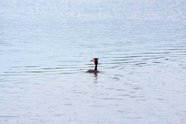 Wielkiej Grzywacz perkozów (Podiceps cristatus) kąpieli w jeziorze - Zdjęcie, obraz