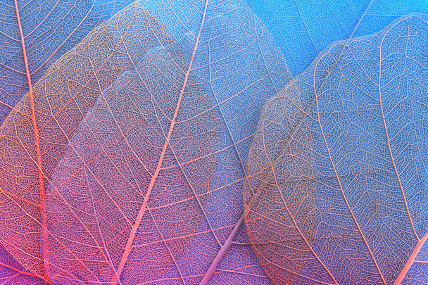 Colorful transparent and delicate skeleton leaves - Foto, imagen