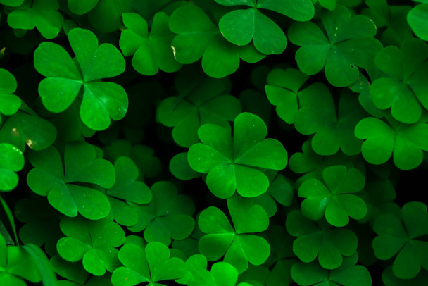 Clover background for St. Patrick`s day. For luck. - Photo, Image