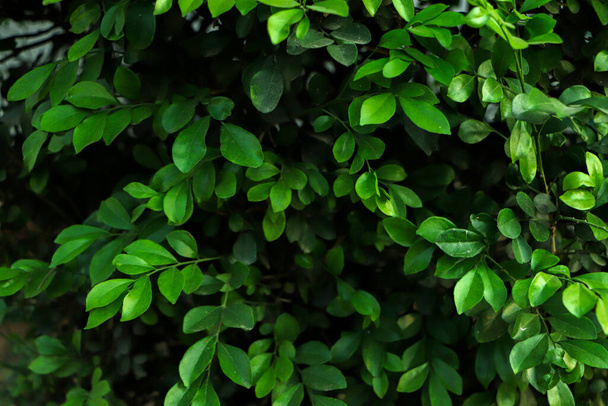 Pequeñas hojas verdes frescas fondo. - Foto, imagen