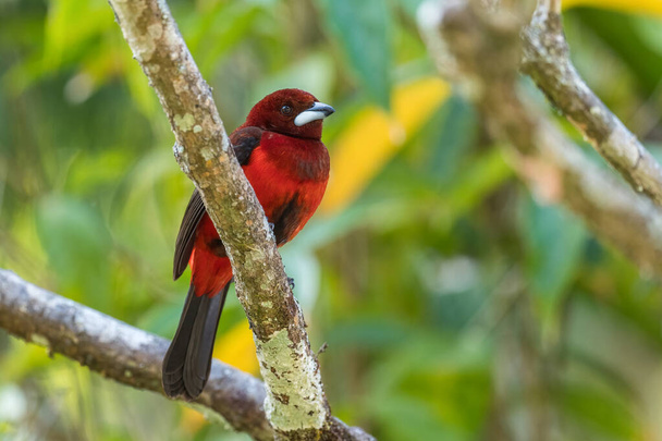 クリムゾンで保護されたタネージャー-ランフォケルスの直径、ラテンアメリカの森林からの美しい赤と黒のperching鳥、エルValleデVolcn 、パナマ. - 写真・画像