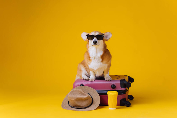 Adorable lindo galés Corgi Pembroke en gafas de sol que van de vacaciones de pie en la maleta roja con sombrero de paja en el fondo del estudio amarillo. Divertido concepto de vacaciones y viajes - Foto, Imagen