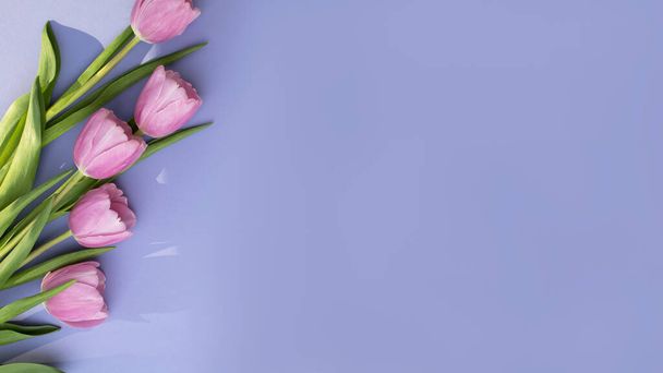 Gently pink tulips on the violet background. Spring background with a bouquet of flowers with copy space. Flat lay, web banner - Фото, зображення