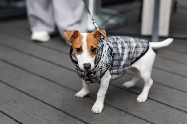 Woman walking Jack Russell Terrier dog, dressed in suit for dog. Stylish dog in walking - Photo, Image