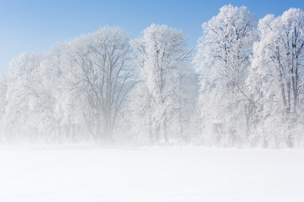 Trees in winter covered with hoarfrost - Photo, Image