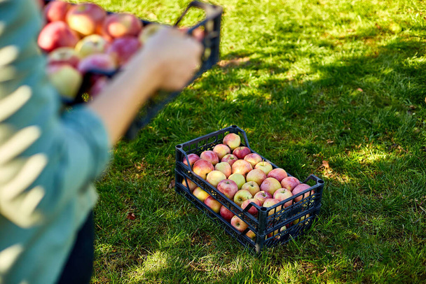 Mano de mujer sosteniendo una caja, caja con manzanas maduras aed, cosechando fruta de la rama en la temporada de otoño, la luz del sol. Mercado local o supermercado, Ucrania manzanas. - Foto, imagen