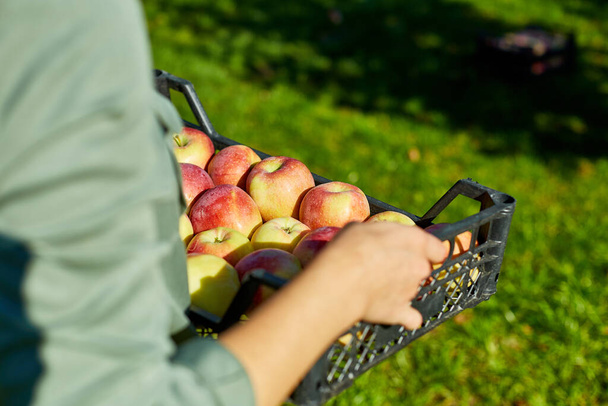 Kadın elinde bir sandık, olgun elmalarla dolu bir kutu, sonbahar mevsiminde daldan meyve toplamak, güneş ışığı. Yerel market ya da süpermarket, Ukrayna elmaları. - Fotoğraf, Görsel