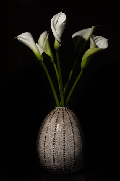 White Cala lily over dark background, beautiful white flower on black background - Foto, imagen