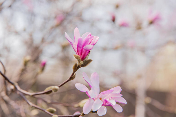 Magnolia tree branch with pink flowers in the foreground with a green background. - Фото, изображение