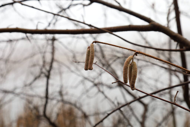 Кориолавелла обыкновенная, семена березы белой  - Фото, изображение