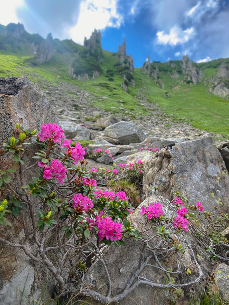Beautiful bushes of pink rhododendron on rocks in Carpathian mountains. Mount Shpytsi. Ukraine - Photo, Image