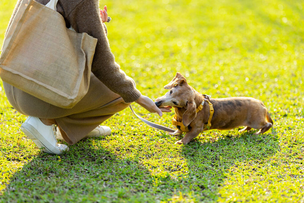Huisdier eigenaar trein met haar teckel hond in het park - Foto, afbeelding