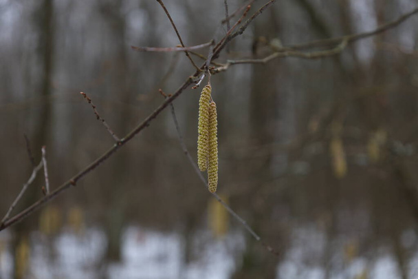 Corylus avellana, the common hazel, white birch seeds  - Photo, Image