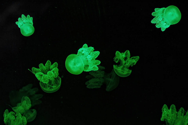 Shooting macro Lychnorhiza lucerna underwater close up - Photo, Image
