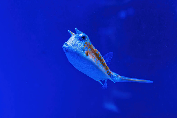 Underwater shot of fish Lactoria cornuta close-up - Photo, image