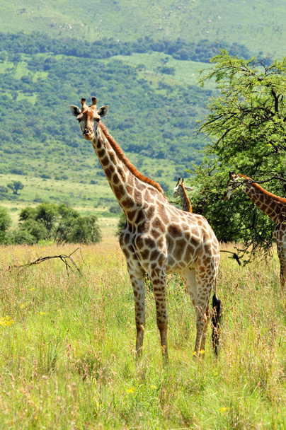 Kobieta żyrafa w Republice Południowej Afryki  - Zdjęcie, obraz