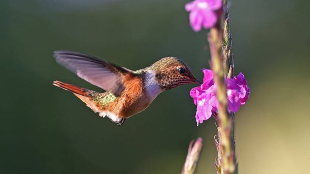 Scintillant Scintillant karmienie kolibra w kwiat, Kostaryka - Zdjęcie, obraz