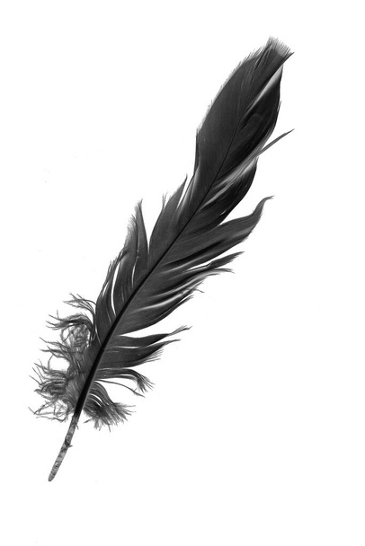 black goose feather on a white isolated background - Foto, Imagen
