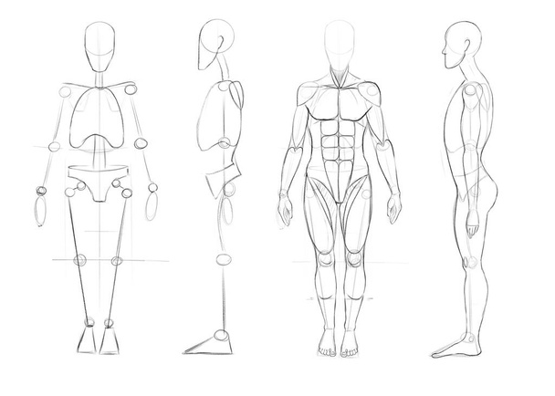 Construyendo una figura humana recta y de perfil. Fundación del cuerpo y los músculos. Tutorial para artistas. Dibujo para diferentes usos. - Foto, imagen
