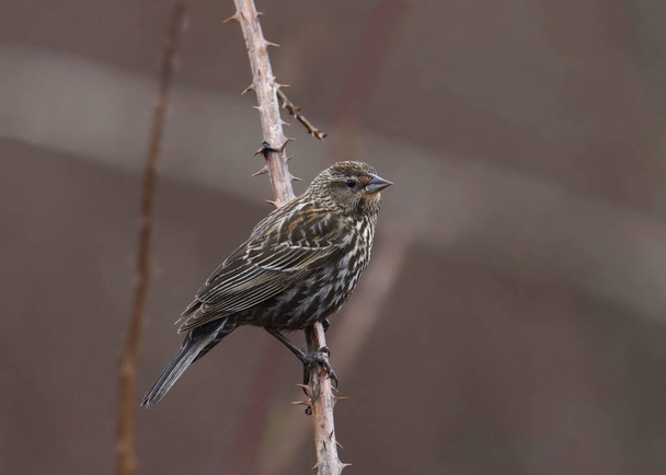 Red-winged Blackbird (female) (agelaius phoeniceus) perched on a blackberry vine - Photo, Image
