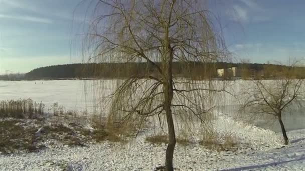 Lassú repülés fa és tó télen. Légi - Felvétel, videó