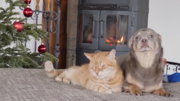 gatto e il cane sdraiati sul divano accanto al camino. Albero di Natale e camino. - Filmati, video