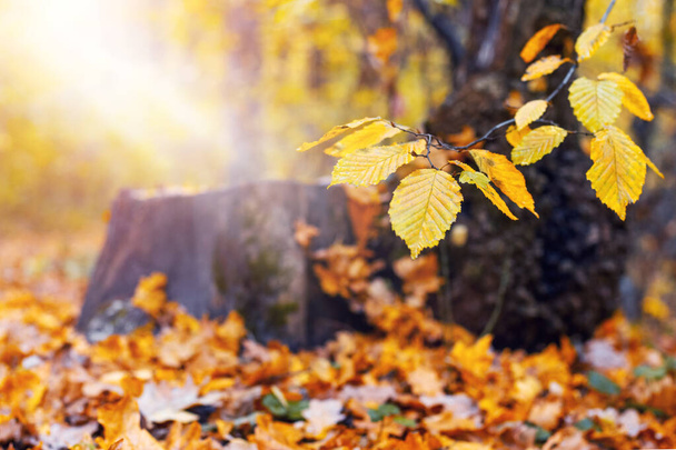 Őszi erdő sárga levelekkel egy fán és a földön egy fatönk közelében napsütésben - Fotó, kép