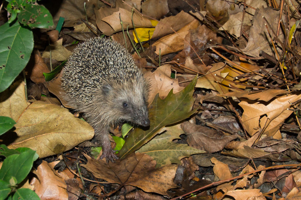 Hedgehog - Photo, Image