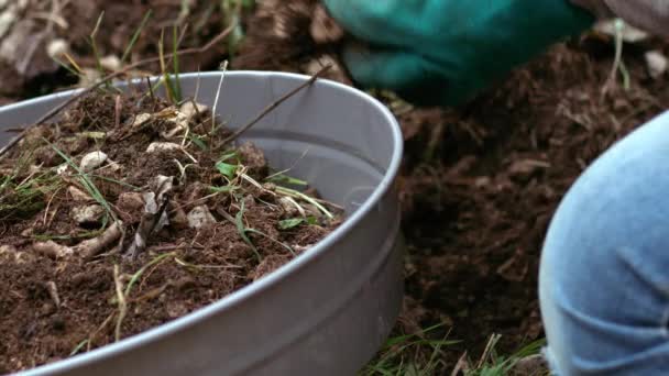 Puutarhuri valmistelee maaperän maaperän seula kasvien viljelyyn keskipitkällä hidastettuna laukaus valikoiva painopiste - Materiaali, video