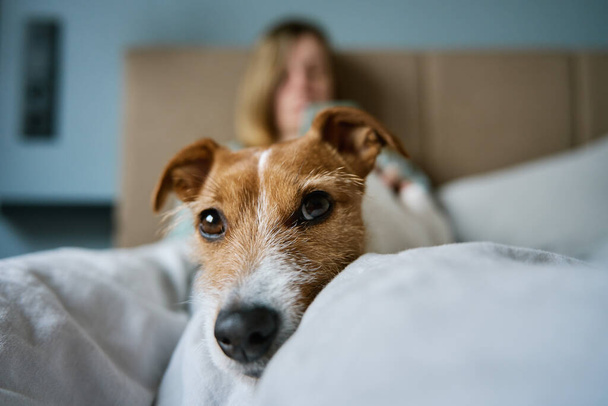 Frau mit süßem Hund chillt morgens im Bett und benutzt Smartphone, fauler Morgen. Zeit miteinander verbringen, Zuneigung zum Tier - Foto, Bild