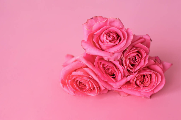 růžová růže izolované na růžovém pozadí - Fotografie, Obrázek