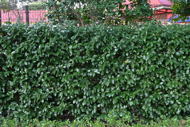 Los setos Camellia sasanqua. Theaceae evergreen shrub. Florece desde finales del otoño hasta el invierno cuando no le gustan las flores, y a menudo se usa como seto porque es resistente a la poda.. - Foto, imagen