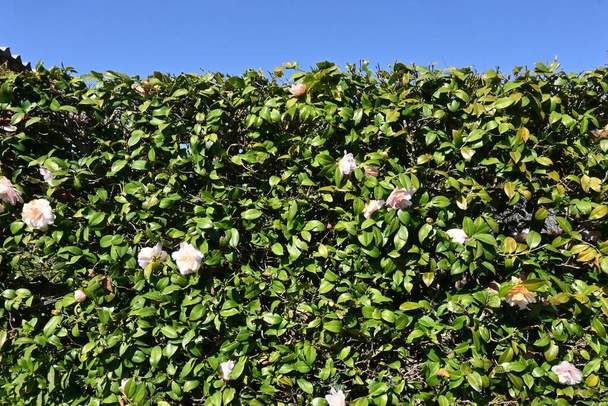 Los setos Camellia sasanqua. Theaceae evergreen shrub. Florece desde finales del otoño hasta el invierno cuando no le gustan las flores, y a menudo se usa como seto porque es resistente a la poda.. - Foto, imagen